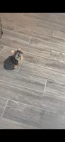 Spike (Mini size), a male Yorkshire Terrier for sale in Menifee, CA – 8 of 9