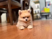 Coco, a male Pomeranian for sale in Menifee, CA – 4 of 7
