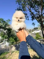 Milo (Teacup), a male Pomeranian for sale in Menifee, CA – 2 of 4