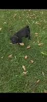 Lucy, a female Pug for sale in Menifee, CA – 2 of 8