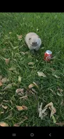 Hana (Teacup), a female Pomeranian for sale in Menifee, CA – 8 of 8