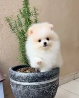 Snow , a male Pomeranian for sale in Menifee, CA – 3 of 4