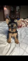 Daisy, a female Yorkshire Terrier for sale in Menifee, CA – 5 of 5