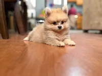 Coco, a male Pomeranian for sale in Menifee, CA – 6 of 7