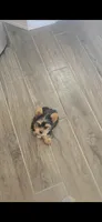Spike (Mini size), a male Yorkshire Terrier for sale in Menifee, CA – 6 of 9