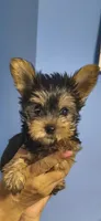 Spike (Mini size9), a male Yorkshire Terrier for sale in Menifee, CA – 3 of 3