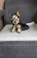 Tucker, a male Yorkshire Terrier for sale in Menifee, CA – 3 of 4