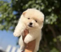 Ed, a male Pomeranian for sale in Menifee, CA – 4 of 4