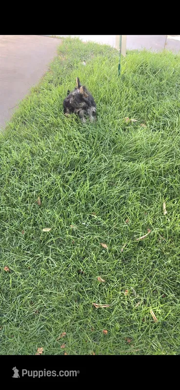 Tobby – Yorkshire Terrier puppy for sale in Menifee, CA
