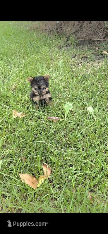 Pixie (Teacup) – Yorkshire Terrier puppy for sale in Menifee, CA