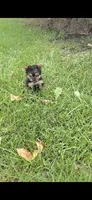 Pixie (Teacup), a female Yorkshire Terrier for sale in Menifee, CA – 1 of 9
