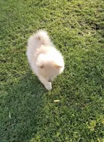 Teddy , a male Pomeranian for sale in Menifee, CA – 4 of 4