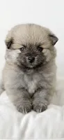 Hana, a female Pomeranian for sale in Menifee, CA – 3 of 3