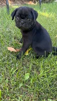 Daisy, a female Pug for sale in Menifee, CA – 2 of 5