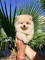 Cooper, a male Pomeranian for sale in Menifee, CA – 3 of 5