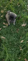 Daisy, a female Pug and Yorkshire Terrier for sale in Menifee, CA – 5 of 8