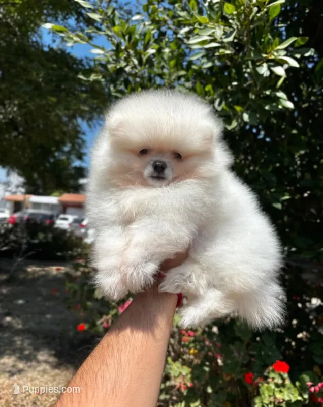 Charlie – Pomeranian puppy for sale in Menifee, CA
