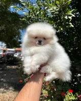 Charlie, a male Pomeranian for sale in Menifee, CA – 1 of 2