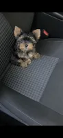 Max, a male Yorkshire Terrier for sale in Menifee, CA – 1 of 7