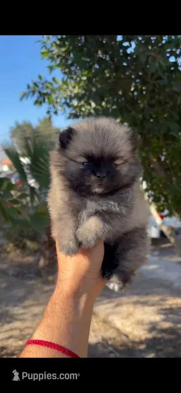 Browny – Pomeranian puppy for sale in Menifee, CA