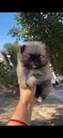 Browny, a male Pomeranian for sale in Menifee, CA – 1 of 4