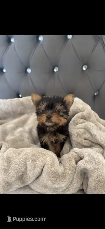 Pixel (Teacup) – Yorkshire Terrier puppy for sale in Menifee, CA