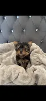Pixel (Teacup), a male Yorkshire Terrier for sale in Menifee, CA – 1 of 5