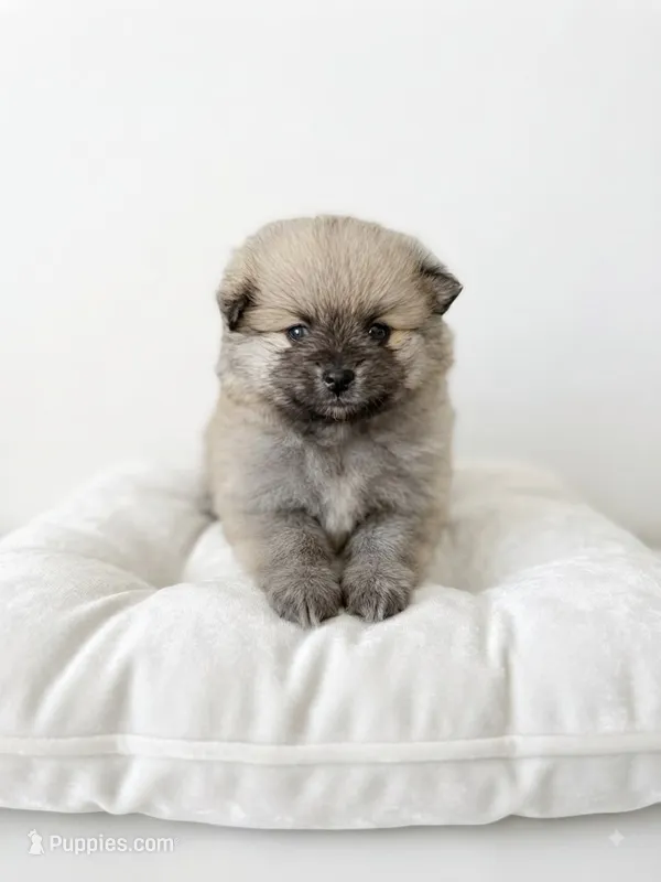 Hana – Pomeranian puppy for sale in Menifee, CA