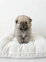 Hana, a female Pomeranian for sale in Menifee, CA – 1 of 3