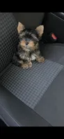 Max, a male Yorkshire Terrier for sale in Menifee, CA – 4 of 7