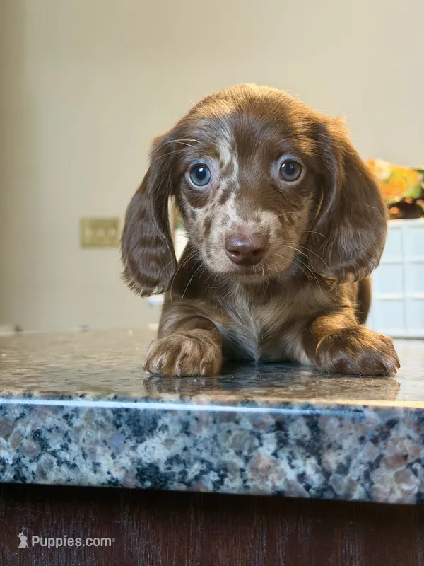 READY NOW Choc Nonpointed Dapple  – Dachshund, Miniature Dachshund puppy for sale in El Paso, TX