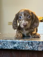 READY NOW Choc Nonpointed Dapple , a male Dachshund and Miniature Dachshund for sale in El Paso, TX – 1 of 2