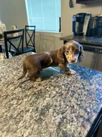 READY NOW Choc Nonpointed Dapple , a male Dachshund and Miniature Dachshund for sale in El Paso, TX – 2 of 2