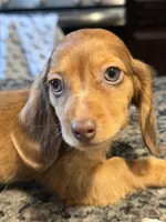 READY NOW Shaded Red Dapple, a male Dachshund and Miniature Dachshund for sale in El Paso, TX – 3 of 3