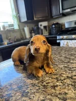 READY NOW Shaded Red Dapple, a male Dachshund and Miniature Dachshund for sale in El Paso, TX – 2 of 3
