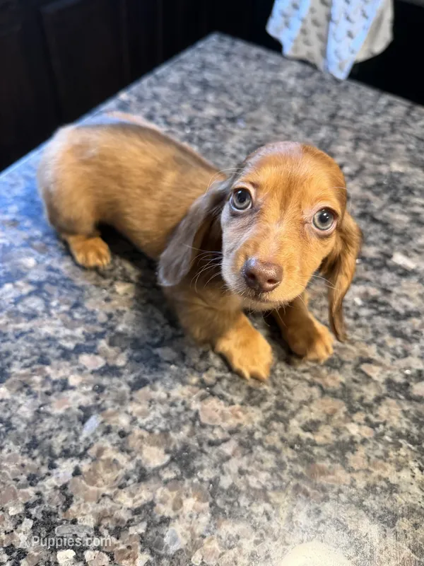 READY NOW Shaded Red Dapple – Dachshund, Miniature Dachshund puppy for sale in El Paso, TX