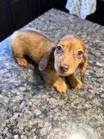 READY NOW Shaded Red Dapple, a male Dachshund and Miniature Dachshund for sale in El Paso, TX – 1 of 3