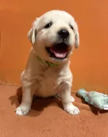 processed/006e53b7-20a9-4dfc-b388-9e9066a3a3f9/listing/9e350e8f-b3f6-499b-a799-08b60d1c093f/77620124-de61-4d8b-9e8b-f014a541585f