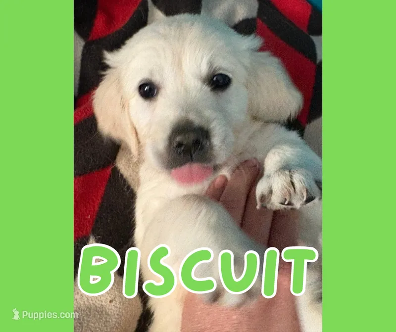Biscuit