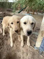 processed/006e53b7-20a9-4dfc-b388-9e9066a3a3f9/listing/d1c3fa72-1d21-401e-8d99-e4a9113c30b5/dfeb27dd-6e9c-4d7b-84ee-c9d1882753aa