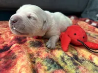 processed/006e53b7-20a9-4dfc-b388-9e9066a3a3f9/listing/e421933b-a6b9-4eac-9bec-0d6dfa2e93be/c5535cfa-8d5d-490d-9195-f54826f45c14