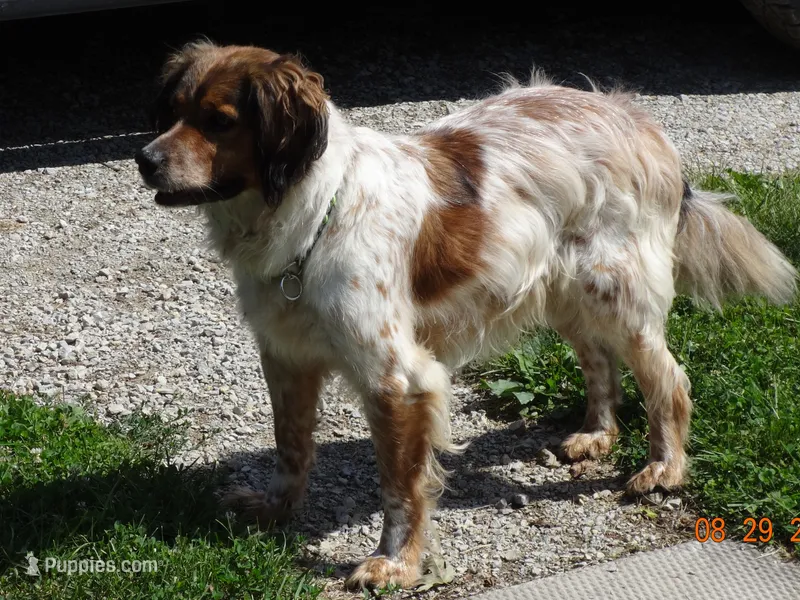 Skipper – French Brittany puppy for sale in Spring Grove, MN