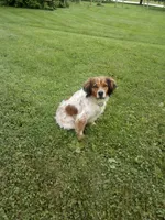 Skipper, a male French Brittany for sale in Spring Grove, MN – 2 of 2