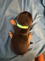 sire, a male Dachshund for sale in El Monte, CA – 2 of 2