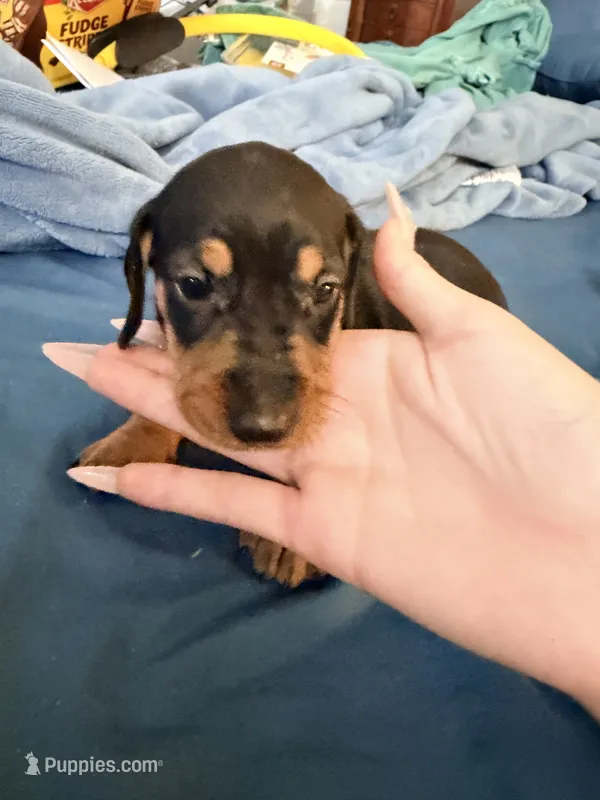 choco – Dachshund puppy for sale in El Monte, CA