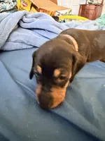 choco, a male Dachshund for sale in El Monte, CA – 3 of 3