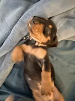 choco, a male Dachshund for sale in El Monte, CA – 2 of 3