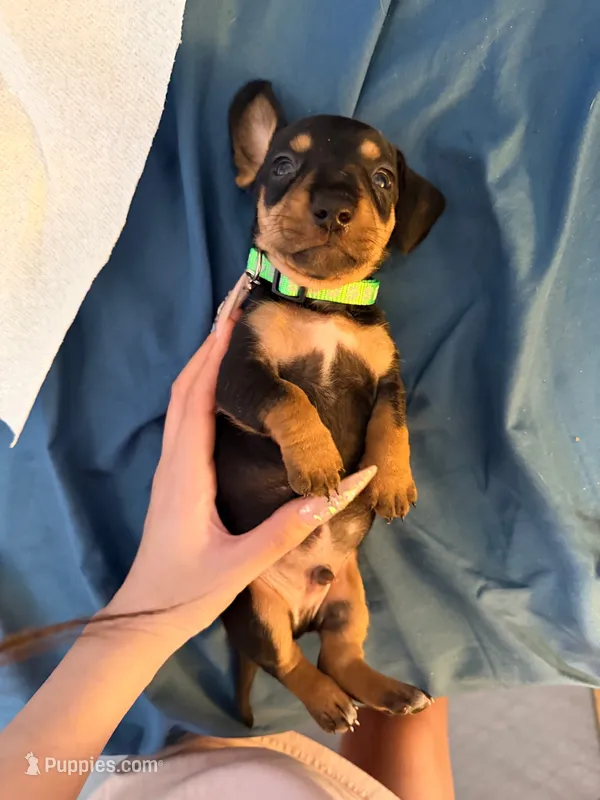 sire – Dachshund puppy for sale in El Monte, CA