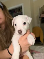 Jack Russell’s , a male Jack Russell Terrier for sale in Fort Worth, TX – 2 of 4