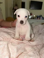 Jack Russell’s , a male Jack Russell Terrier for sale in Fort Worth, TX – 4 of 4